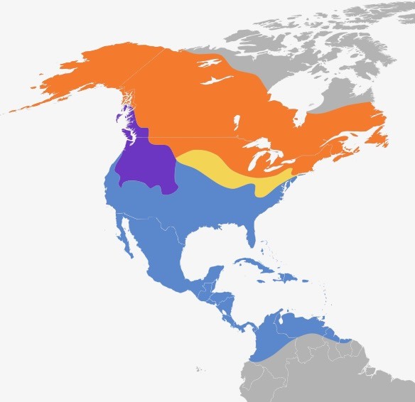 Gallinago delicata map.svg by Cephas is licensed under CC SA 4.0